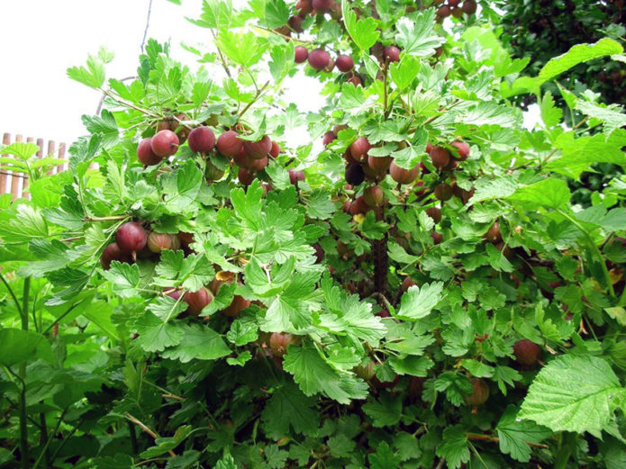 Натруфен храст от цариградско грозде