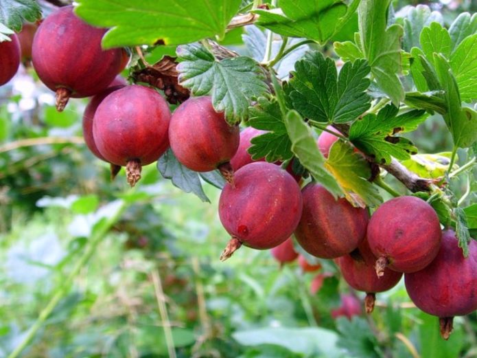 Bacche di uva spina Kolobok