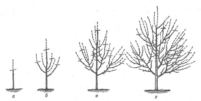 Schéma formovania koruny