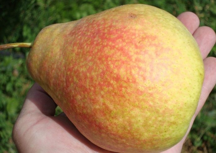 Frutto di pera in marmo