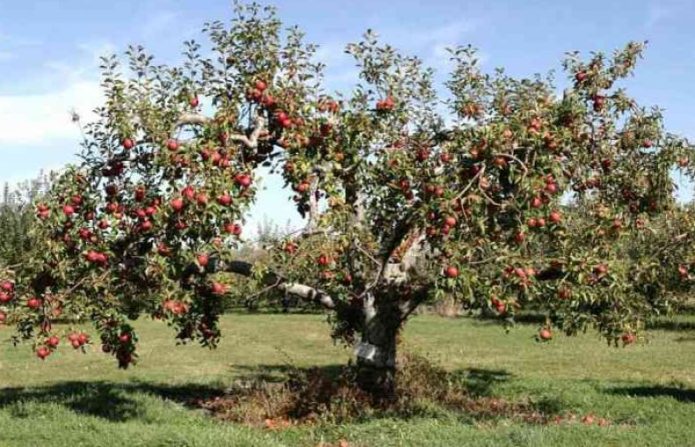 Fruiting apple tree