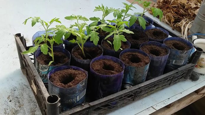 Syltede tomatplanter