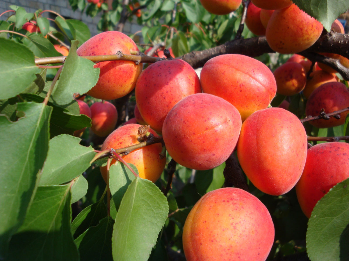 abrikoos met rode wangen