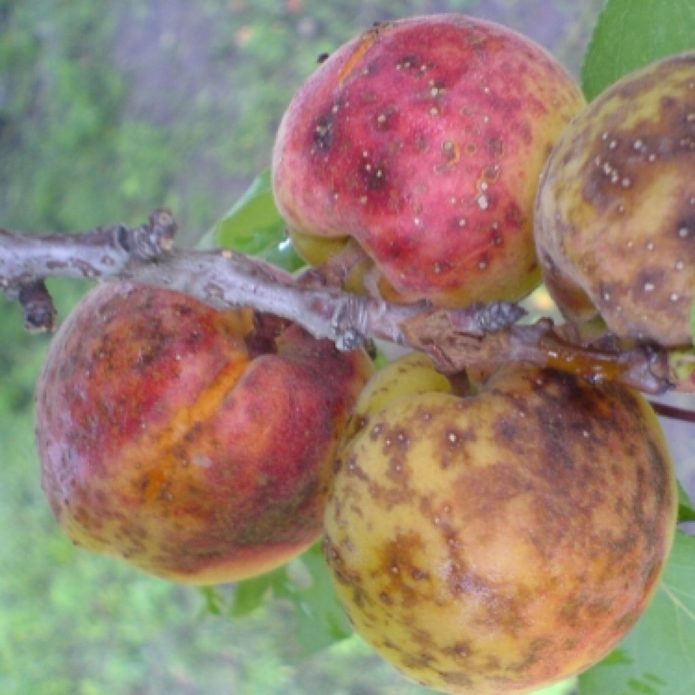 Apricot moniliosis