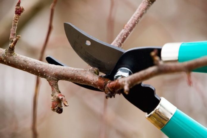 Pruning apricot tree