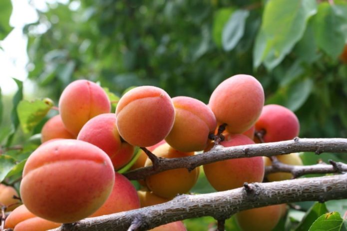 Fruit d'abricot à joues rouges sur une branche
