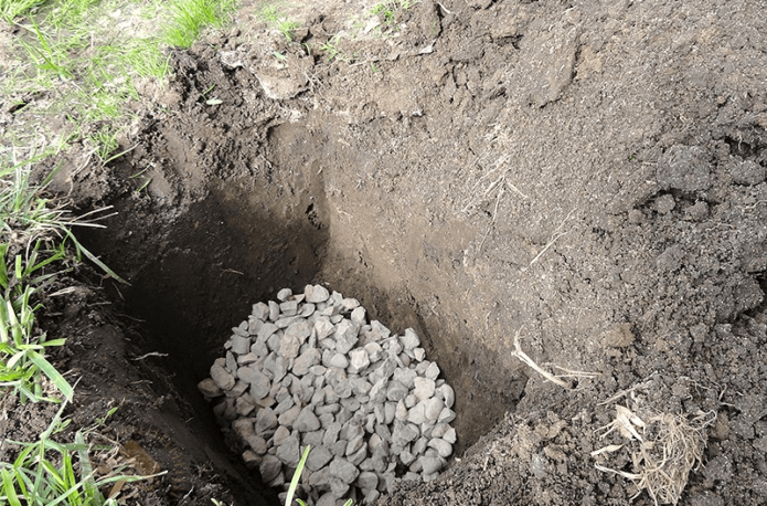 Planting pit for apricot