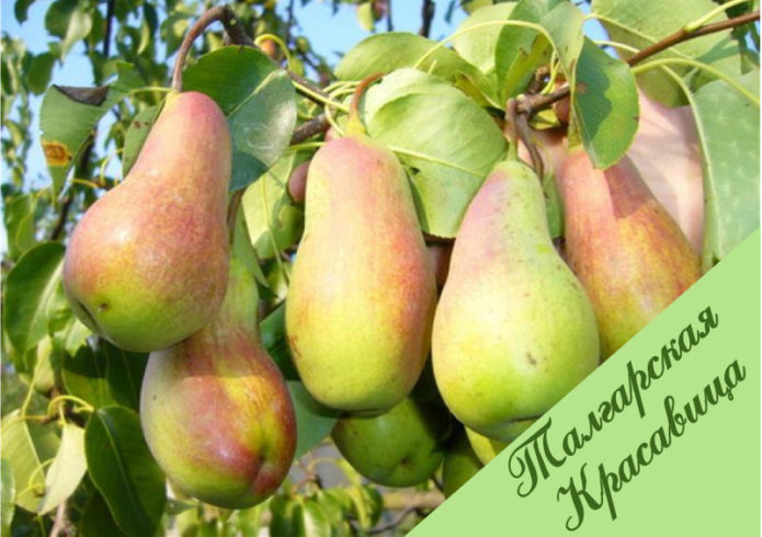Pear variety Talgar beauty
