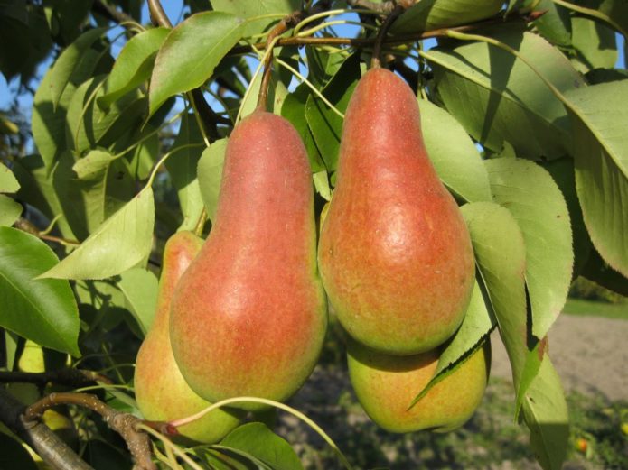 Päärynä hedelmät Talgar kauneus