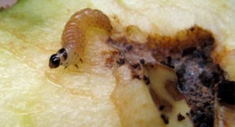 Larva de gusano de hoja de pera