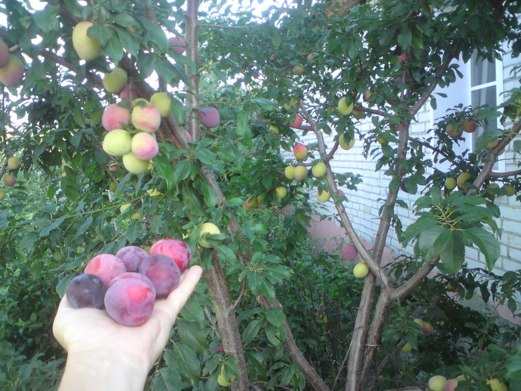 Comète Kuban Cherry Plum: les avantages de la variété et les recommandations de culture