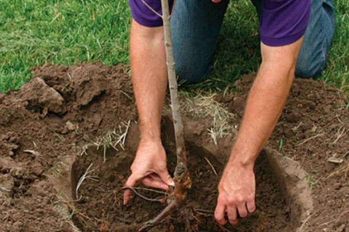 Plantar una plántula de ciruela cereza en el suelo