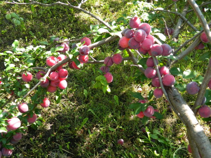 Frutos de ciruela cereza cometa Kuban en un árbol