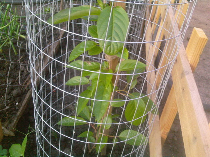 Jonge plant van actinidia kolomikt, omheind met een metalen net