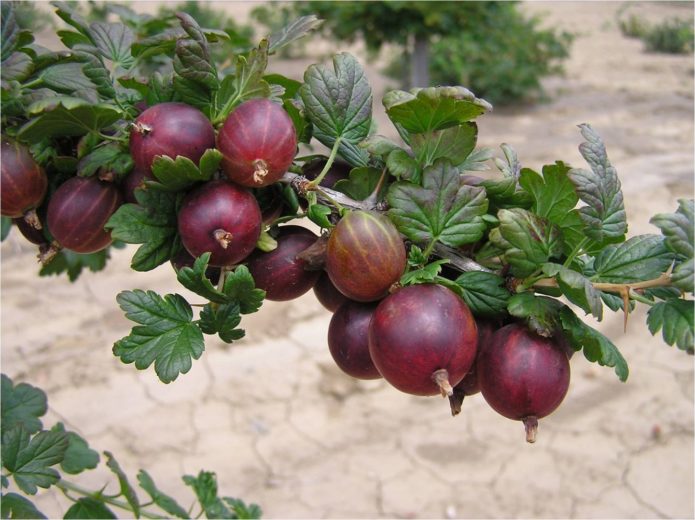Сортове цариградско грозде руски