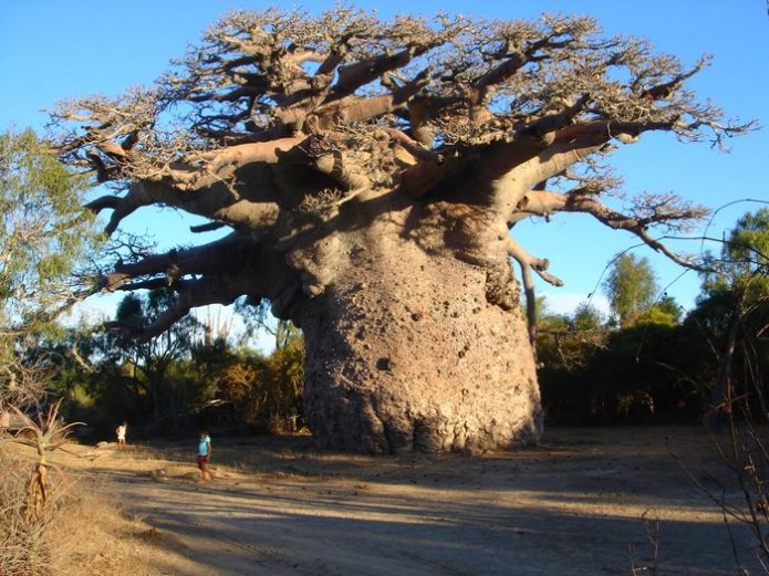 Baobabas