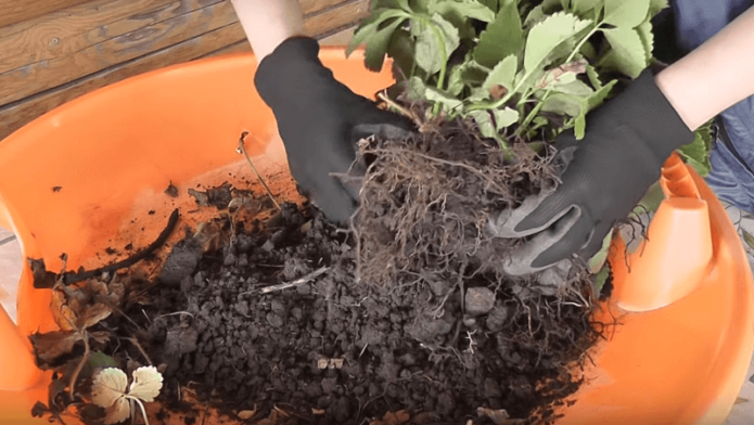 Eliberarea rădăcinilor de la sol