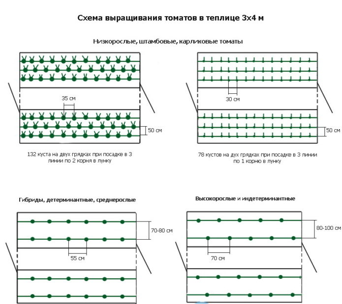 Схема на засаждане на домати в оранжерия 3x4