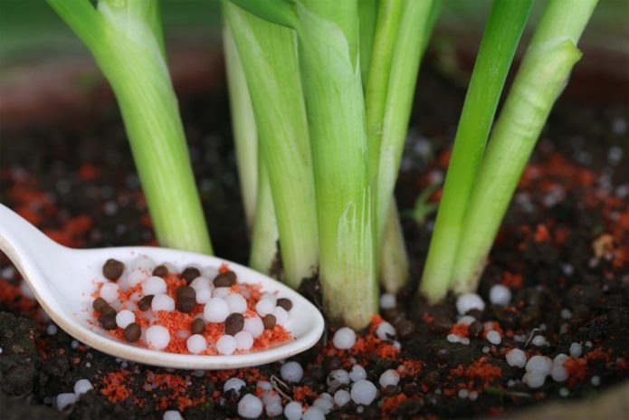 Cómo utilizar correctamente los fertilizantes de cebolla