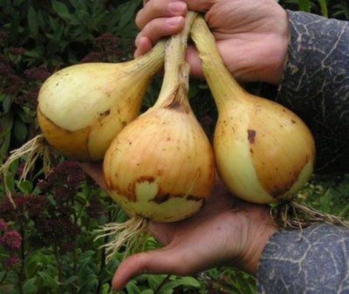 Wybór odmiany do sadzenia cebuli