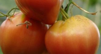 Сорт домати Говеждо сърце праскова