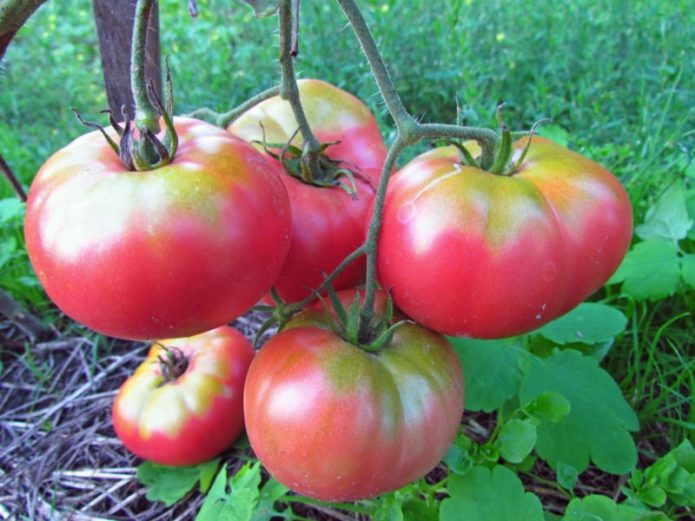 Втвърдени домати от семена