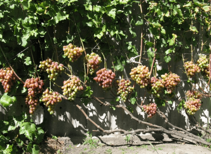 Юлианско грозде върху решетка