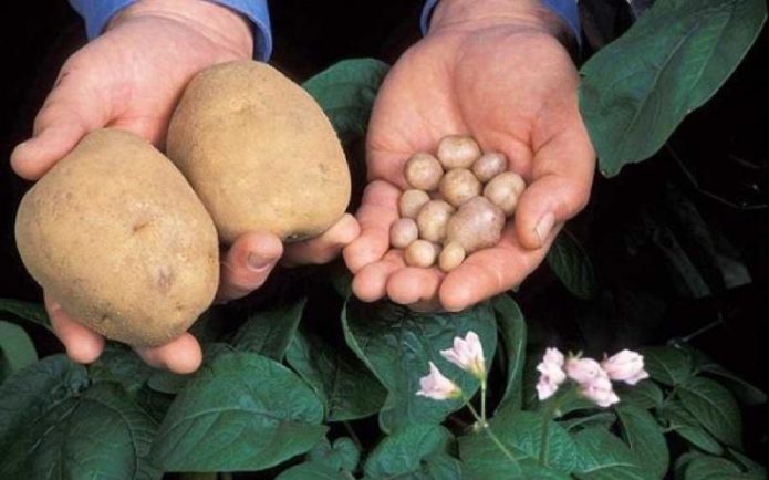 Картофи със семена и нормални грудки