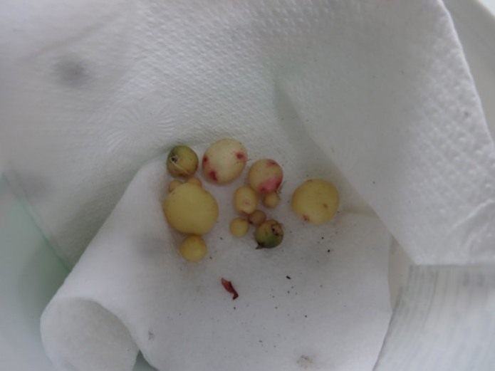 Mini tuberi da seme