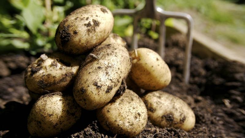 Patate da semina: come coltivare un raccolto super elitario