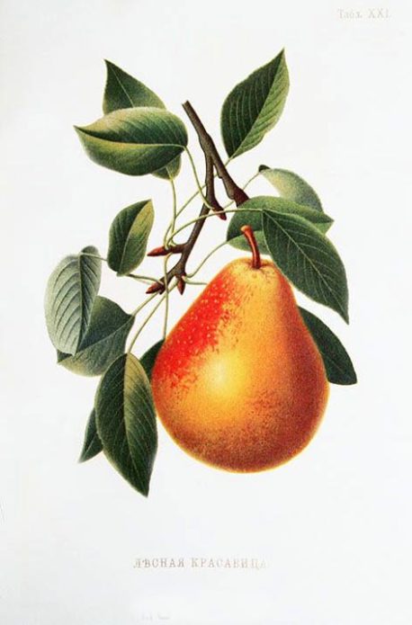 Sivu Atlas kauneudelle omistettu päärynä