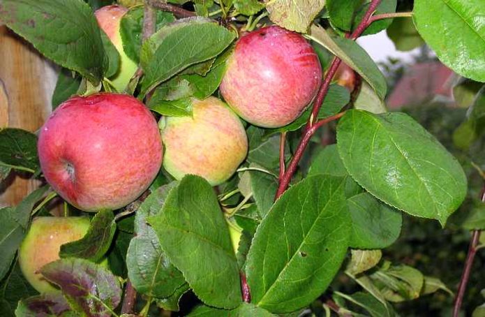 Listovi jabuke Melba