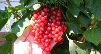 Сортове червено френско грозде Cascade