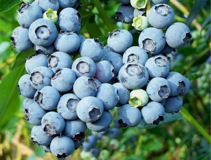 Blueberry Blueberry