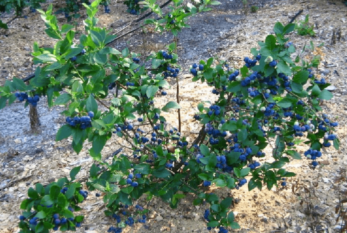 Blueberry bush Bluecrop
