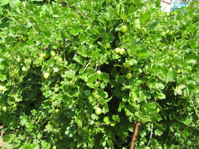 Gooseberry bush Malachite