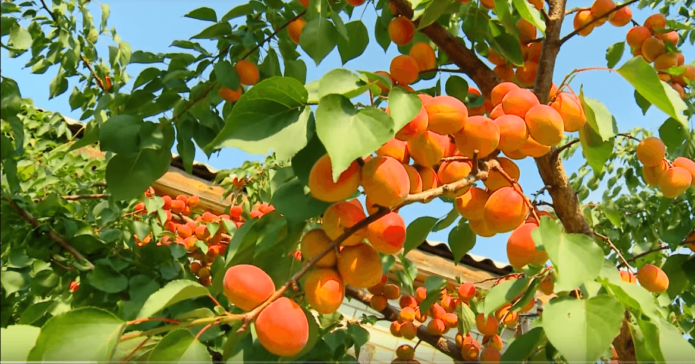 Apricot tree Saratov ruby