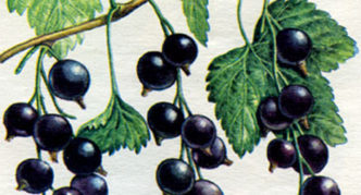 Cüce frenk üzümü Bradthorpe'un ebeveyn formlarından biri