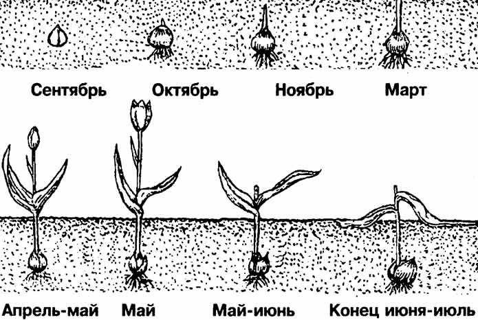 Схема за растеж и развитие на луковица на лале