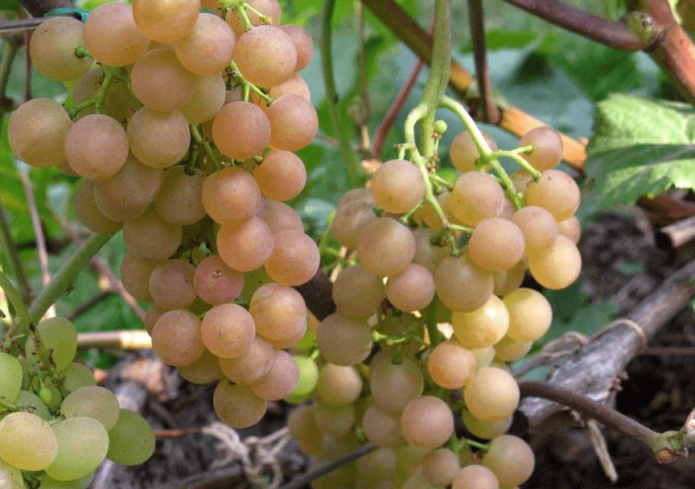 Гроздови гроздове Платовски