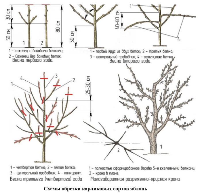 Methoden zum Beschneiden von Zwergapfelbäumen