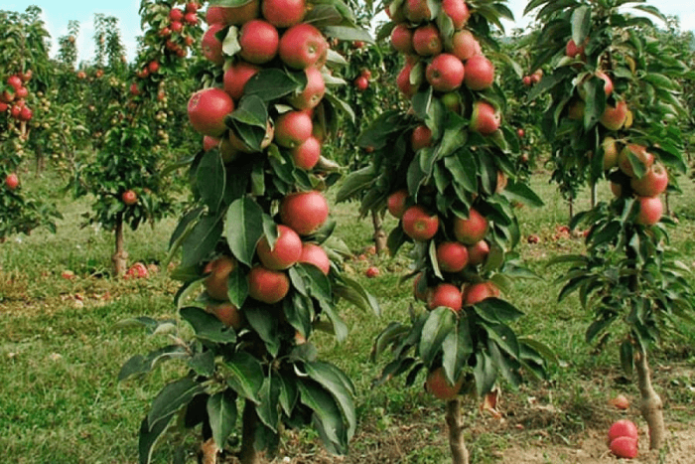 أشجار التفاح العمودية