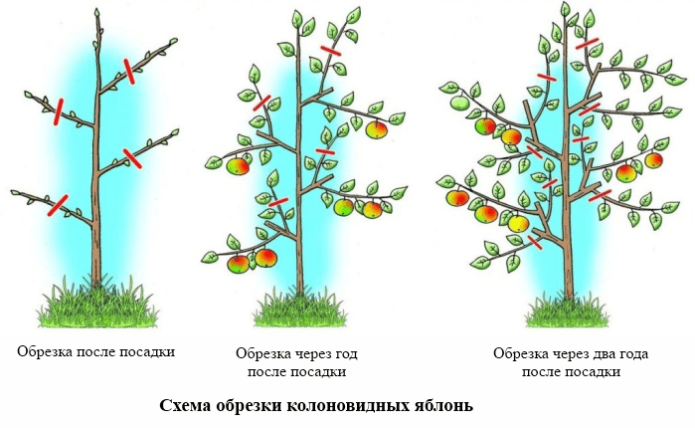 Regeling voor het snoeien van zuilvormige appelbomen