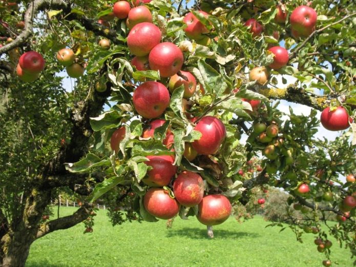 Apple-tree varieties Zhigulevskoe
