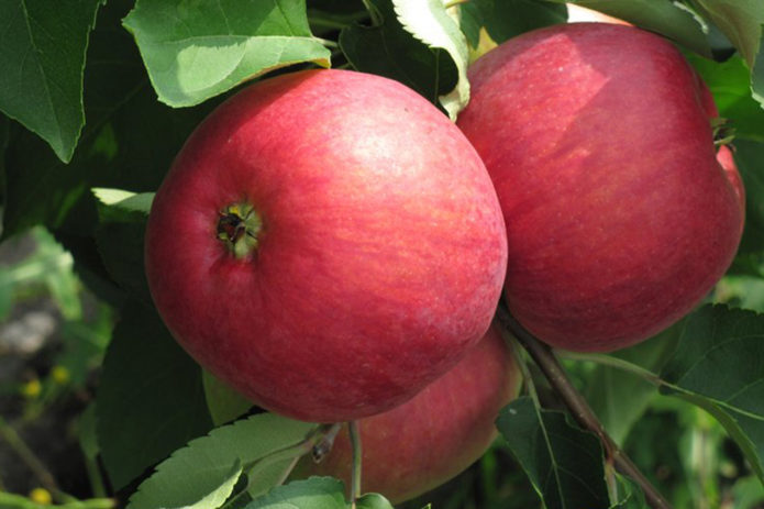 Manzanas de la variedad Zhigulevskoe