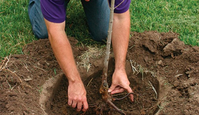 Installation d'un semis de pommier dans une fosse de plantation