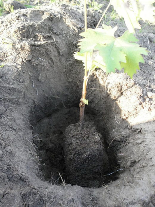 Plantule de raisin dans la fosse de plantation