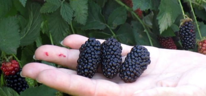 Mga varieties ng Blackberry Karaka Black