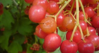 Viburnum-hedelmämyrsky