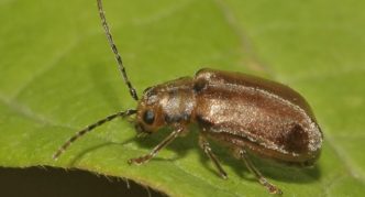 Beetle ng dahon ng Viburnum